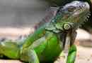 10 Цікавих фактів про ігуану