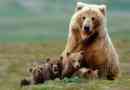 100 Цікавих фактів про ведмедів