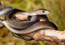 14 Цікавих фактів про чорну мамбу