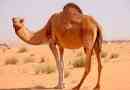 15 Цікавих фактів про верблюдів