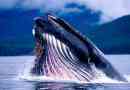 27 Цікавих фактів про китів