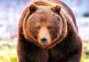 30 Цікавих фактів про коричневий ведмідь