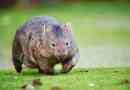 7 Цікавих фактів про wombats