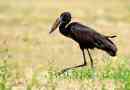 Африканський лелек-розбиття - чорна птах з чорним сценарієм континенту