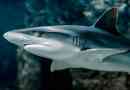 Акула - це риба або ссавець?