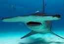 Акула hammerhead