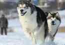Аляскин маламут - переплетення