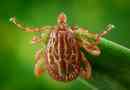 Amblyomma maculatum - небезпечний паразит тварин