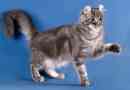 Американський кучер - рідкісна котяча порода