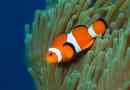 Amphipriions, вони - клоуна риба: фотографії, опис, перегляди