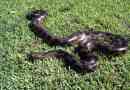 Anaconda dehauensen, вона є темною анакондою
