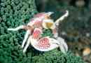 Анемоновий порцеляновий краб: фото, середовище існування