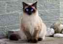 Балійська кішка, або балійська кішка, або балійська