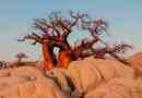 Баобаб - опис та фото гігантського довгоживучого дерева
