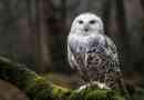 Біла сова