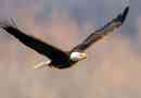 Білоголовий орлан