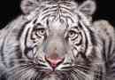 Білий тигс: природа загадка