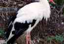 Білий лелека. Опис птахів