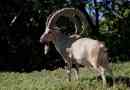 Cane-oroar goat