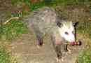 Що годує opossum?