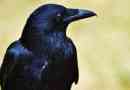 Чорна ворона