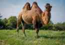 Скільки років живе верблюд?