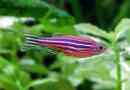 Danio roerio