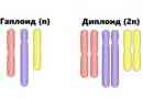 Диплоїдні клітини: кількість хромосом і різниця з гаплоїдними клітинами