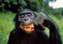 Доведено шимпанзе кулінарні здібності