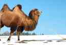 Земляний верблюд