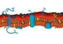 Функції, значення та структура плазмової мембрани