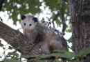 Де живуть opossums?
