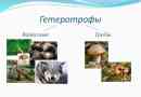 Гетеротрофи