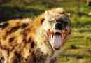Чому hyenas сміється