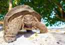 Гігантська черепаха