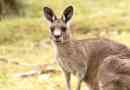 Гігантський кенгуру