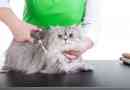 Догляд за кішками: особливості процедури, види стрижки