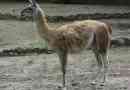 Гуанако - одна з верблюдів