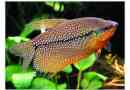 Pearl gourats: мирна акваріумна риба
