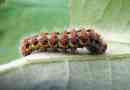 Caterpillar moli