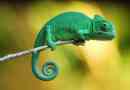 Хамелеон