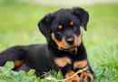 Характеристика та вміст породи ротвейлера