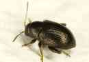 Хлібна блоха - шкідники зернових рослин