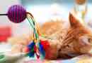 Іграшки для котів роблять це самостійно