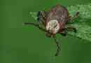 Ixodic ticks - небезпечні захворювання
