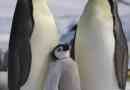 Імперський пінгвін: опис, фото та відео