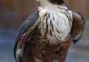 Індійський орел: опис птаха