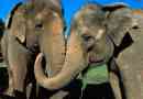 Індійський слон: фото та відео тварина