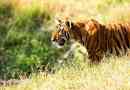 Індочинський тигр