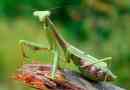 Цікаві факти про mantis
